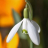 Jan Flower Snowdrop