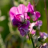 April Flower Sweetpea