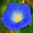 Sep Flower Morning Glory