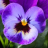 PlusMore Flower Pansy