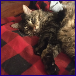 kitten snuggling on its heated throw